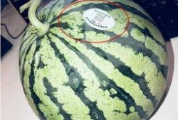 河北吃瓜网红,揭秘网络红人的幕后生活