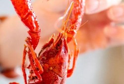 厦门龙虾爆料视频,现场实况直击，美味诱惑尽收眼底