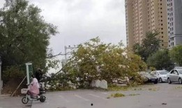北海今日爆料电话,揭秘电话背后的惊人真相