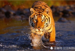 虎虎虎 在线观看,在线观看探险之旅