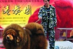 藏獒先生爆料视频大全最新,揭秘视频大全背后的惊人真相