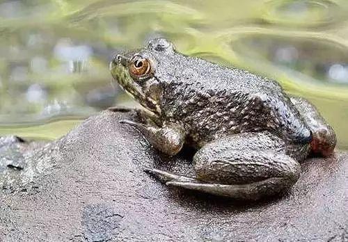 娱乐吃瓜酱牛蛙,揭秘娱乐圈那些鲜为人知的幕后故事